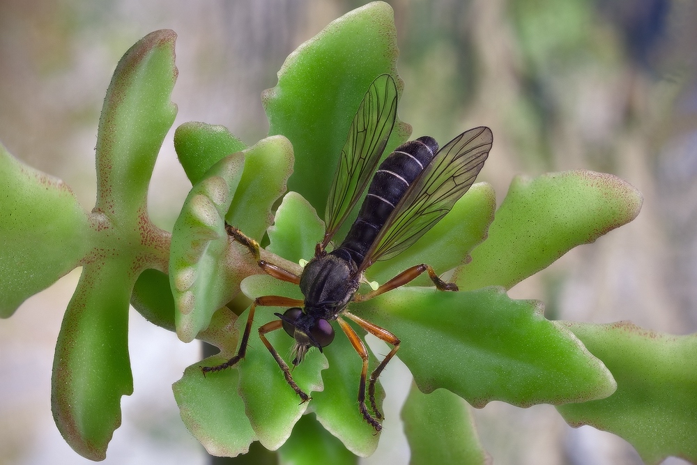 Empis tessellata