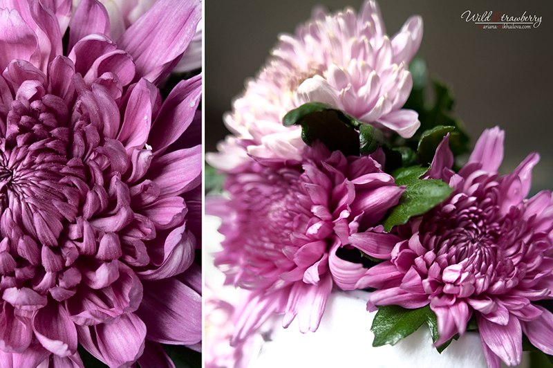 chrysanthemum