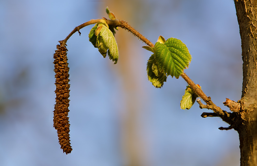 лещина_(лат. Corylus)