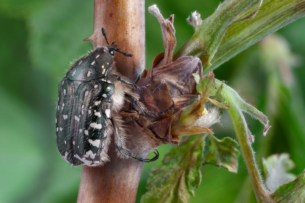 Олёнка рябая(Oxythyrea funesta)