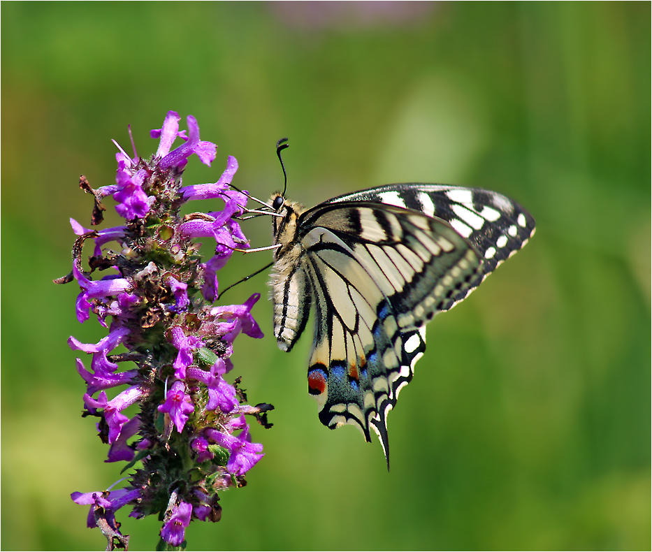 Papilio machaon - Махаон