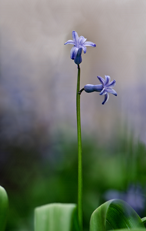 Гиацинт (лат. Hyacinthus)