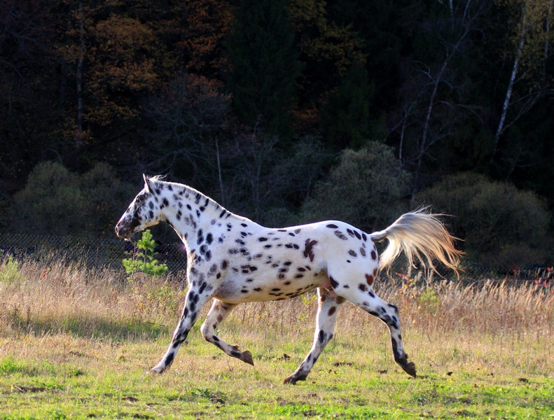 Салинеро