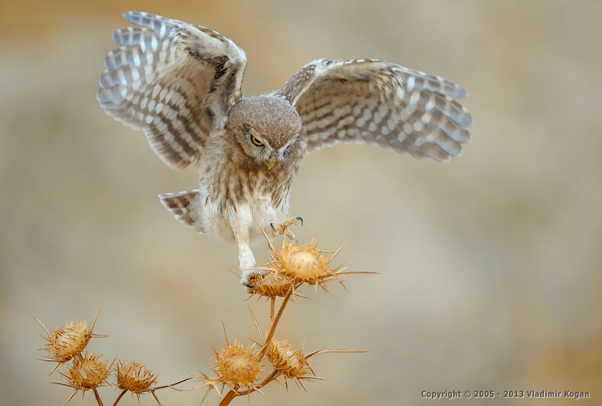 Little Owl