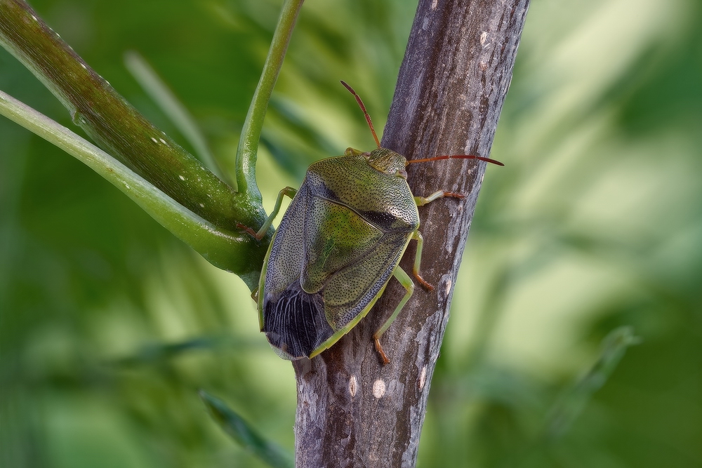 Palomena prasina