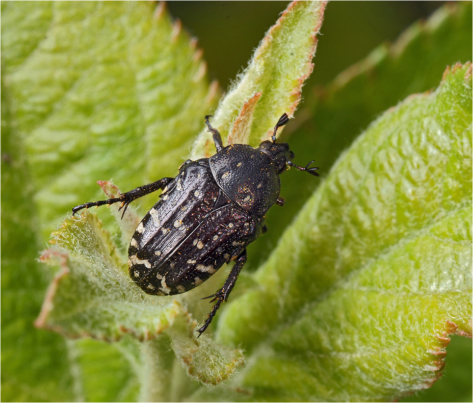 Oxythyrea funesta - Оленка вонючая