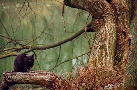 дремучий кот