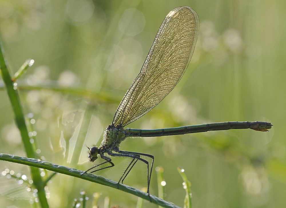 Dragonfly.