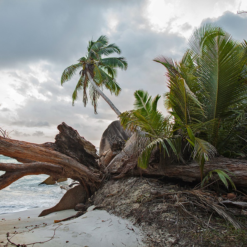 Evening in the Tropics