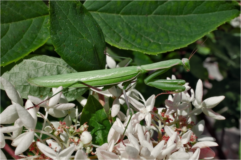 Древесный богомол (Hierodula transcaucasica)