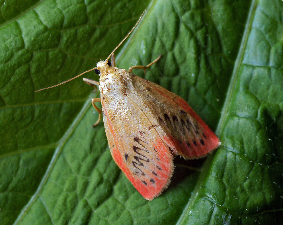 Miltochrista miniata - Лишайница розовая.