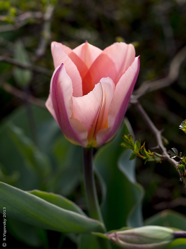 Tulip. Photo by Ruslan Vigovsky.