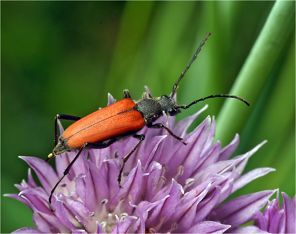 Anastrangalia sanguinolenta - жук усач