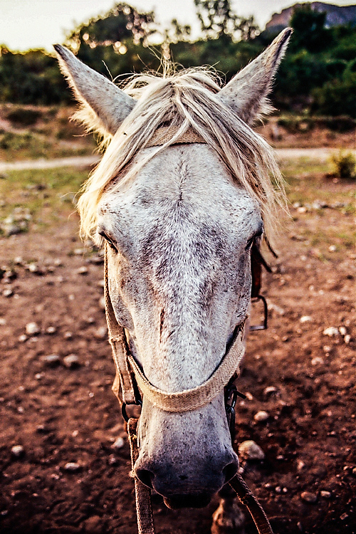 classic horse