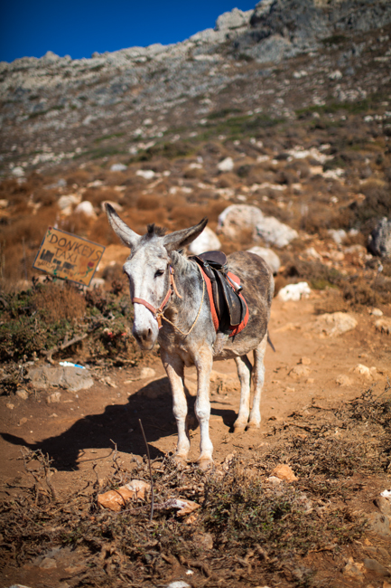 Donkey's Taxi