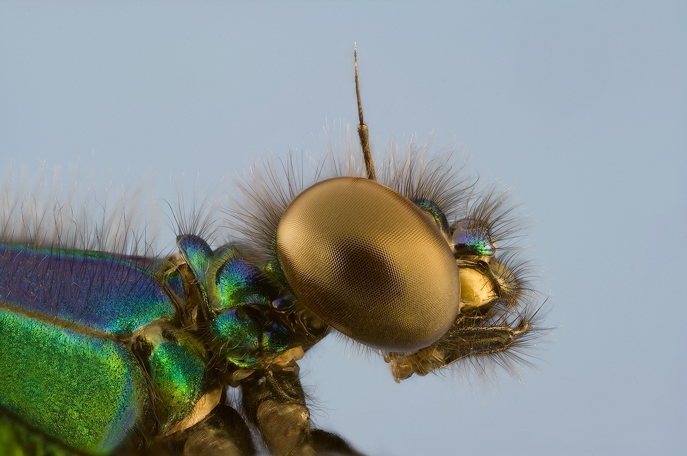 Calopteryx virgo