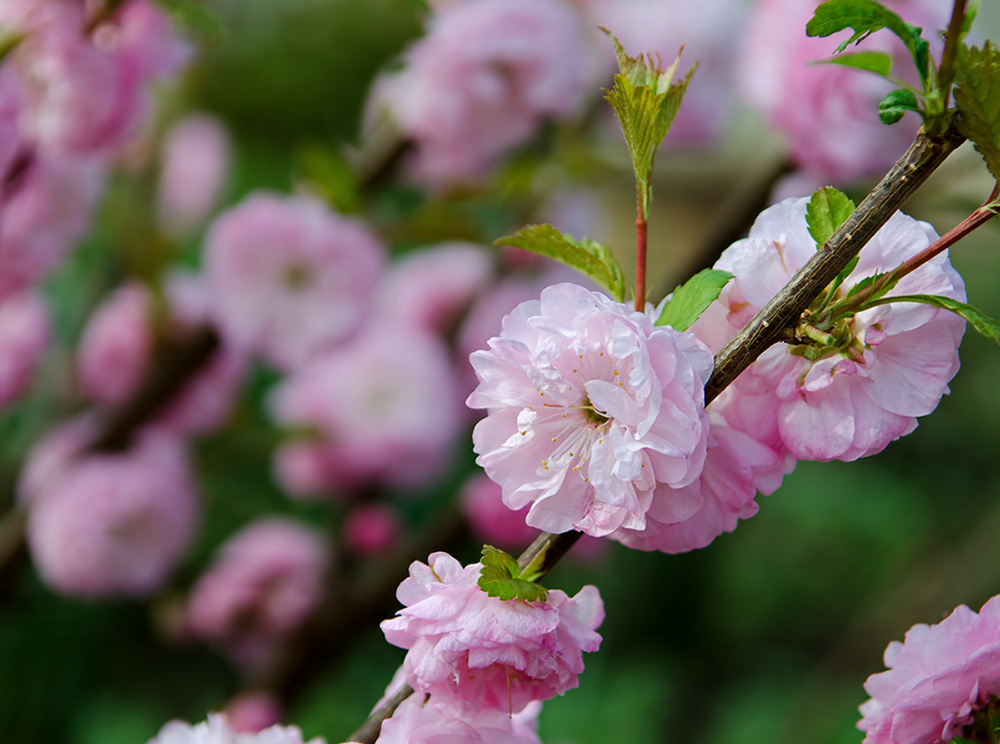 Prunus