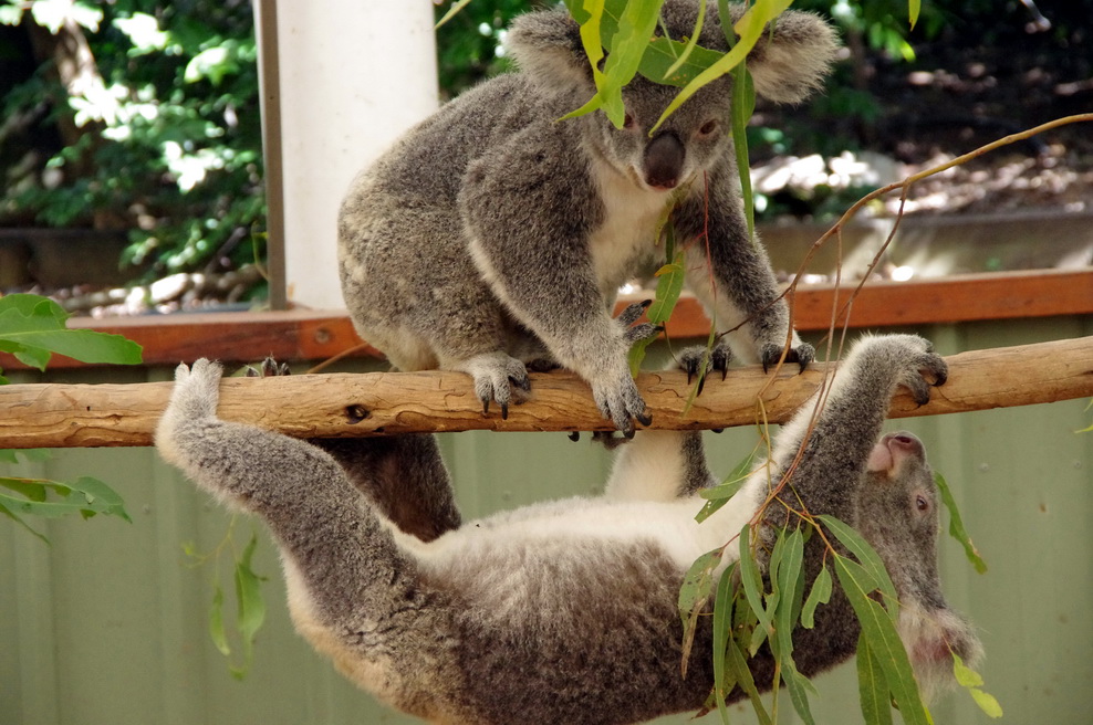 Дружная команда Koala