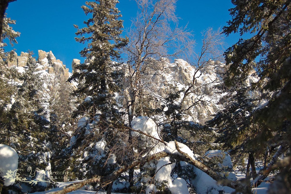 Плейстоценовый лес