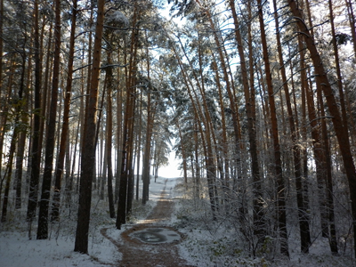 Тропинка в лесу