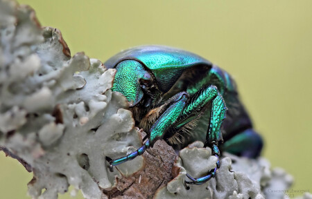 Cetonia aurata