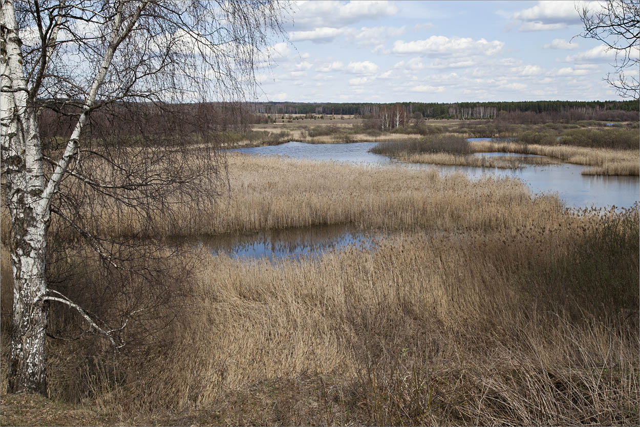 Здесь краски не ярки и звуки не резки.