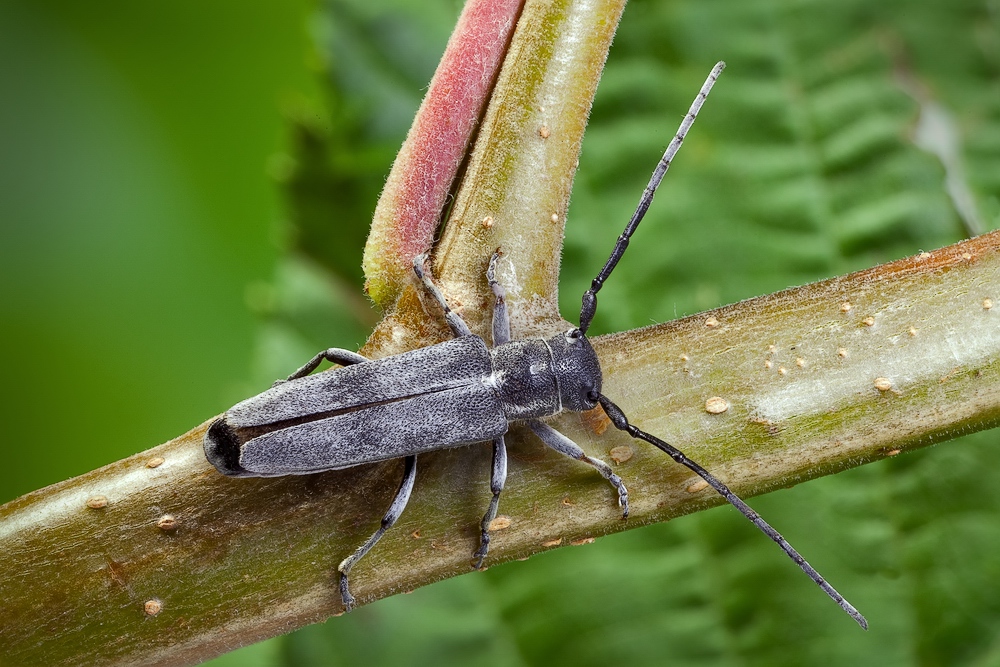 Усач чертополоховый(Agapanthia cardui)