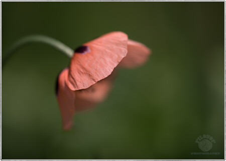 florino...