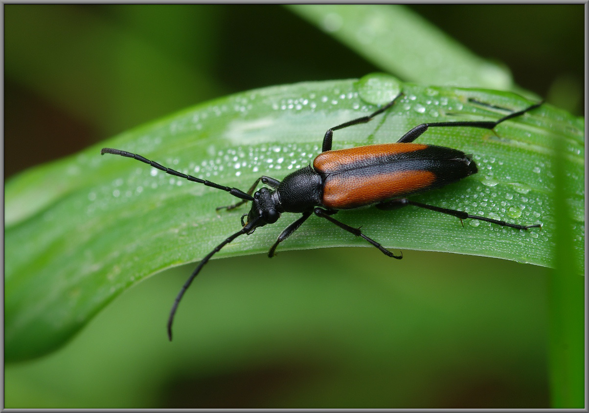 Stenurella melanura