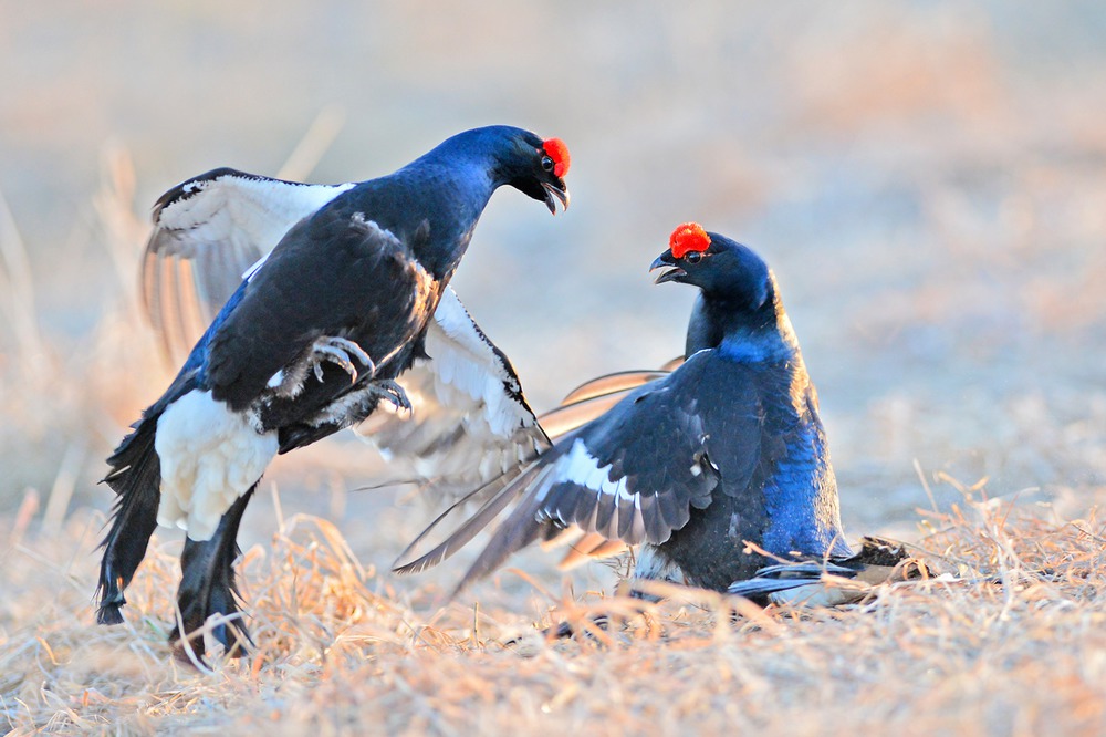 Morning dance