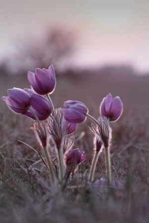 Прострелы Белгородчины