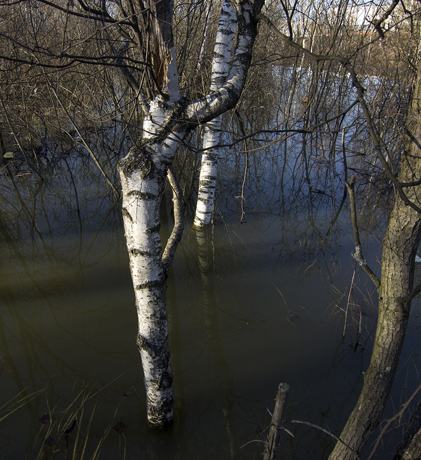 Весенняя лужа