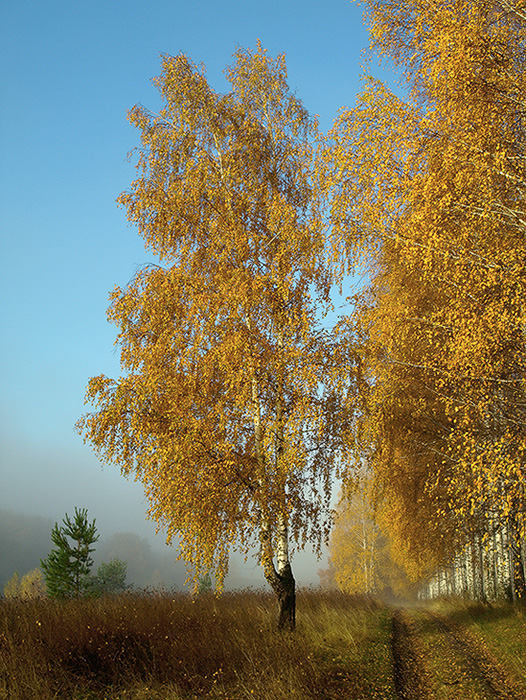 Осеннее золото