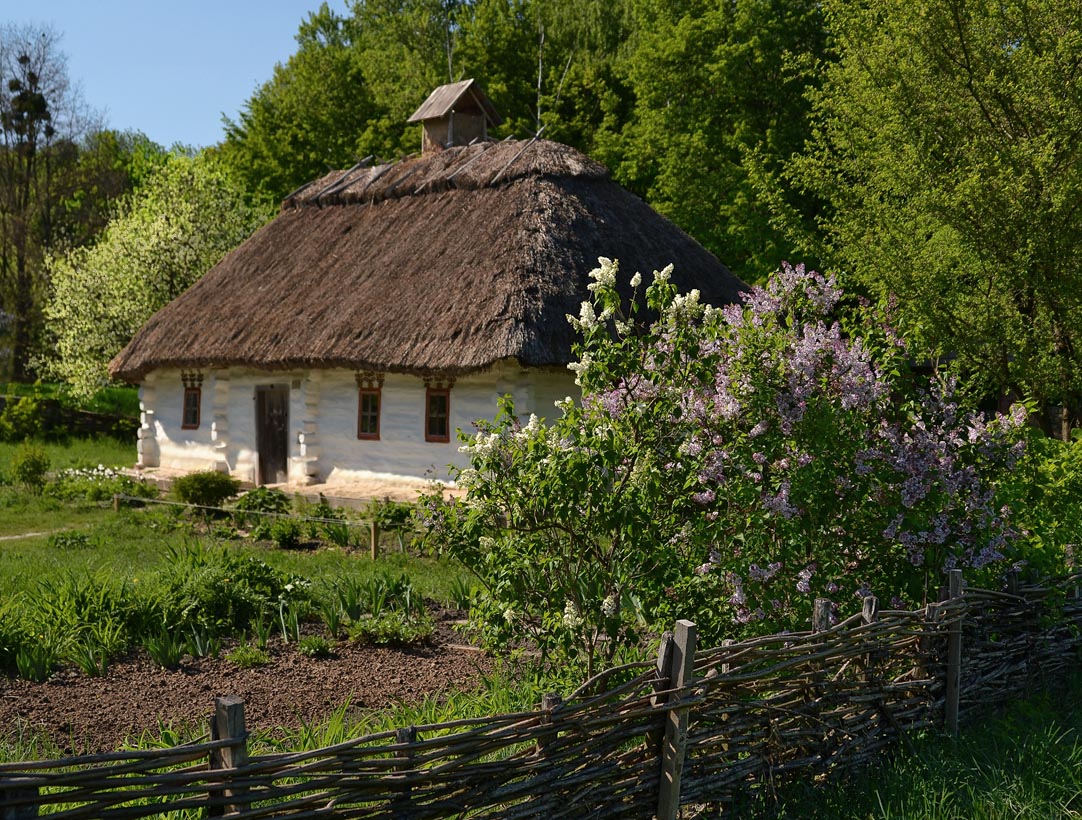 Зацвела сирень