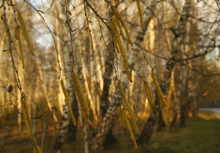 ну вот и дождались