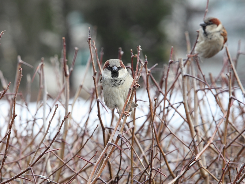 Angry Birds