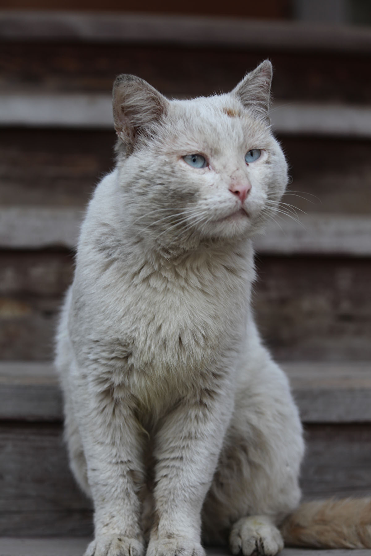 монастырский кот Сайман 2