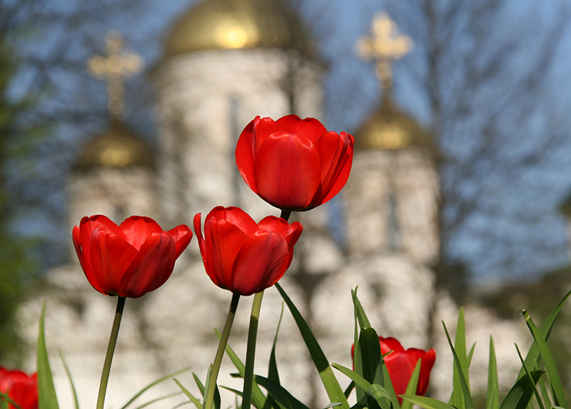 Городские цветы