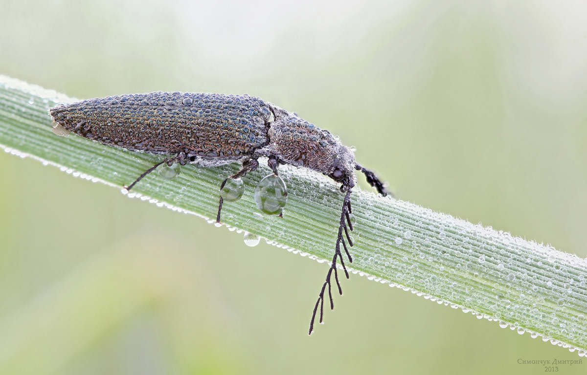 Ctenicera pectinicornis