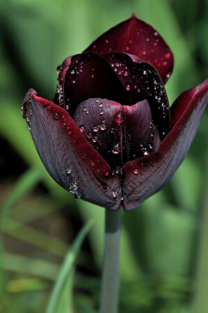 Черный тюльпан видео. Тюльпан Black Bean. Королевские черные тюльпаны. Голландские тюльпаны черные. Черный тюльпан цветок.