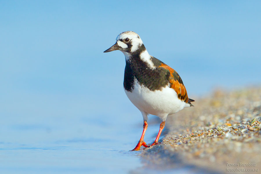 Камнешарка (Arenaria interpres)