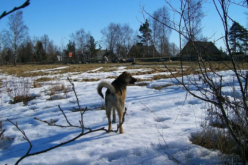 Весна. Собачья прогулка.