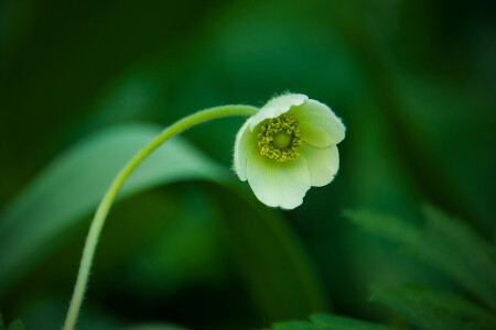 весенний пушистик