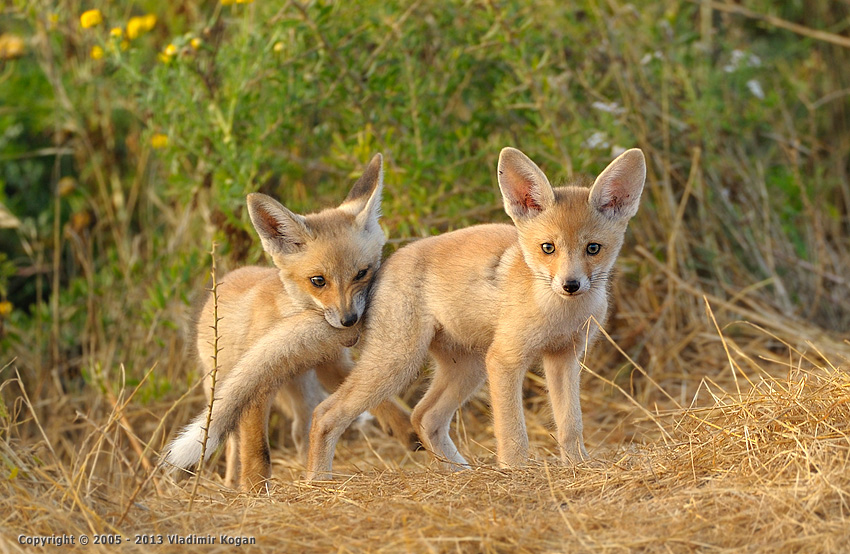 Fox, портрет лисят