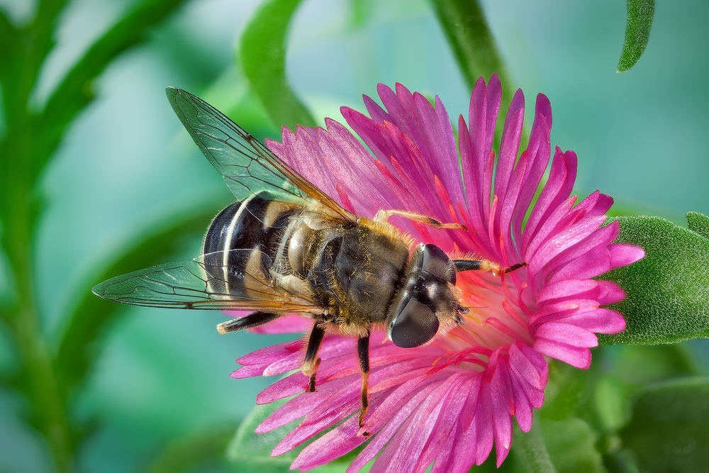 Пчеловидка рощевая, Ильница (Eristalis arbustorum)