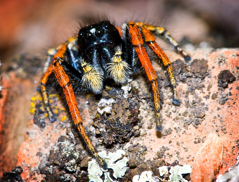 скакунчик Philaeus chrysops