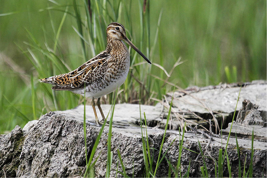 Бекас (лат. Gallinago gallinago)