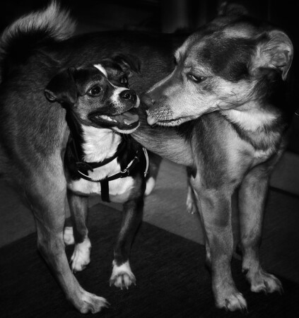 Первый поцелуй