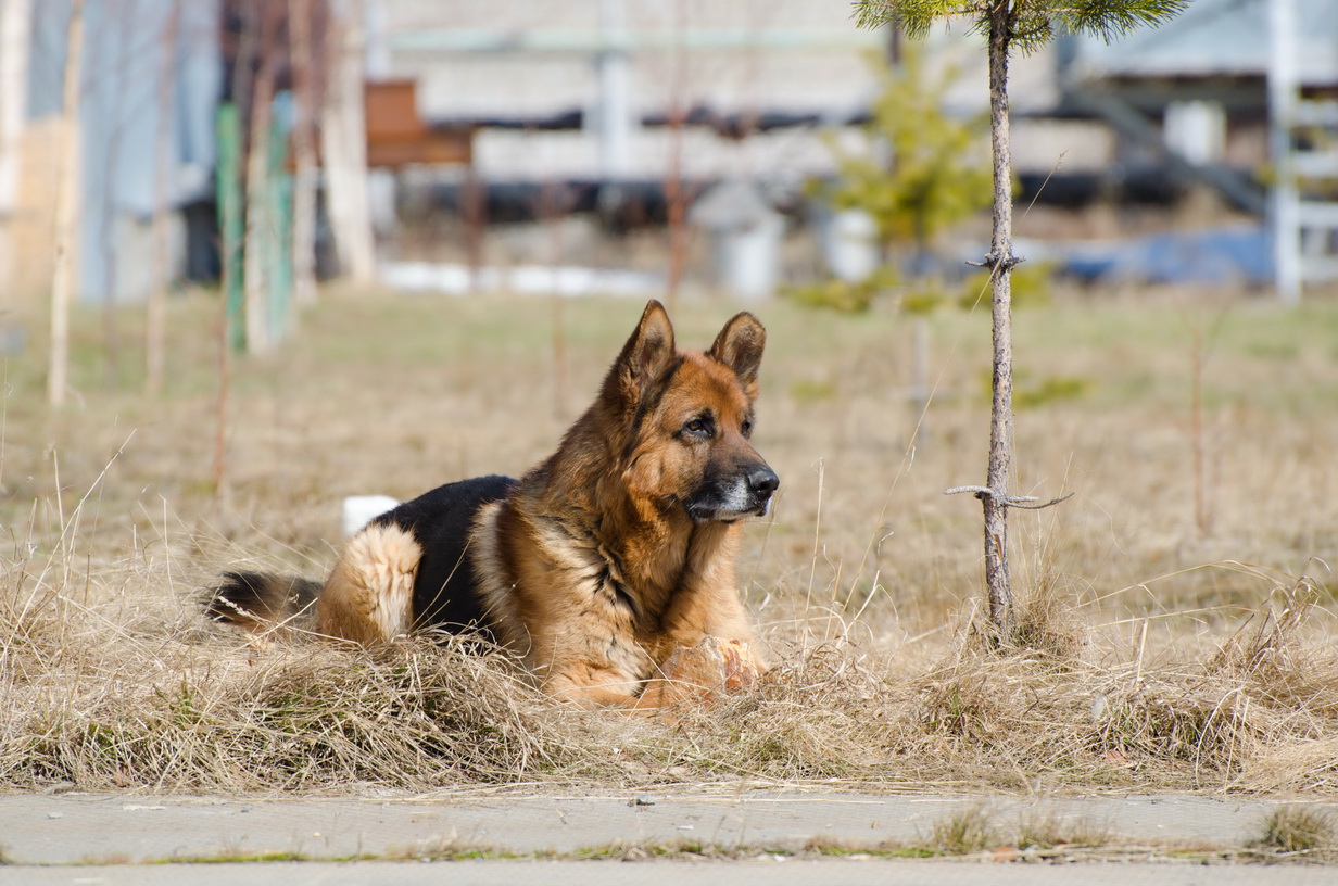 Рокет