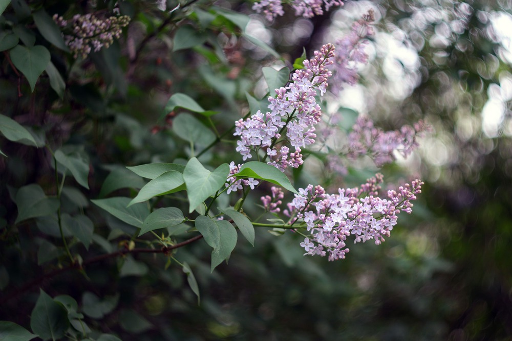 Primavera